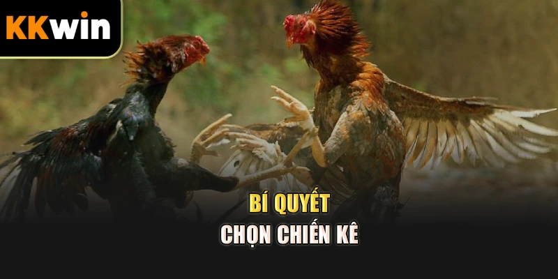 Bí quyết chọn chiến kê