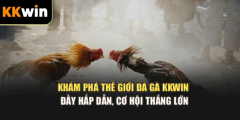 Khám phá thế giới đá gà kkwin đầy hấp dẫn, cơ hội thắng lớn